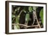 Carpet Chameleon (White-Lined Chameleon) (Furcifer Lateralis), Endemic to Madagascar, Africa-Matthew Williams-Ellis-Framed Photographic Print