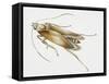 Carpet Moth (Tineola Bisselliella), Tineidae, Artwork by Steve Roberts-null-Framed Stretched Canvas