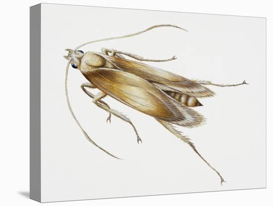 Carpet Moth (Tineola Bisselliella), Tineidae, Artwork by Steve Roberts-null-Stretched Canvas