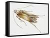 Carpet Moth (Tineola Bisselliella), Tineidae, Artwork by Steve Roberts-null-Framed Stretched Canvas