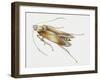 Carpet Moth (Tineola Bisselliella), Tineidae, Artwork by Steve Roberts-null-Framed Giclee Print