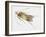 Carpet Moth (Tineola Bisselliella), Tineidae, Artwork by Steve Roberts-null-Framed Giclee Print