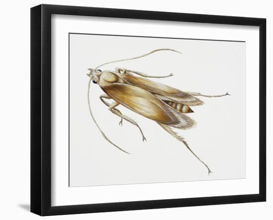 Carpet Moth (Tineola Bisselliella), Tineidae, Artwork by Steve Roberts-null-Framed Giclee Print