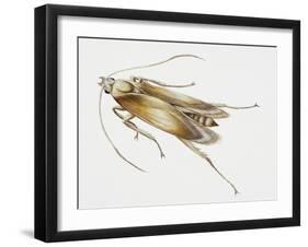 Carpet Moth (Tineola Bisselliella), Tineidae, Artwork by Steve Roberts-null-Framed Giclee Print