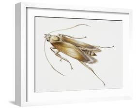 Carpet Moth (Tineola Bisselliella), Tineidae, Artwork by Steve Roberts-null-Framed Giclee Print