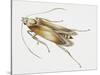 Carpet Moth (Tineola Bisselliella), Tineidae, Artwork by Steve Roberts-null-Stretched Canvas