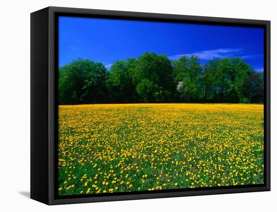 Carpet of Dandelions in Kullaberg, Skane, Sweden-Anders Blomqvist-Framed Stretched Canvas