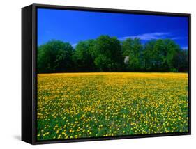 Carpet of Dandelions in Kullaberg, Skane, Sweden-Anders Blomqvist-Framed Stretched Canvas