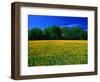 Carpet of Dandelions in Kullaberg, Skane, Sweden-Anders Blomqvist-Framed Photographic Print