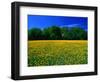 Carpet of Dandelions in Kullaberg, Skane, Sweden-Anders Blomqvist-Framed Photographic Print