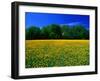 Carpet of Dandelions in Kullaberg, Skane, Sweden-Anders Blomqvist-Framed Photographic Print