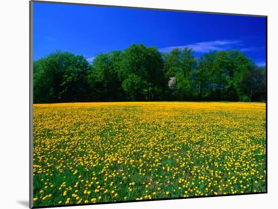 Carpet of Dandelions in Kullaberg, Skane, Sweden-Anders Blomqvist-Mounted Photographic Print