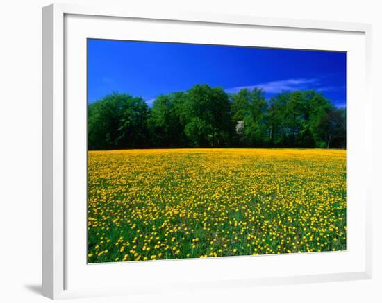 Carpet of Dandelions in Kullaberg, Skane, Sweden-Anders Blomqvist-Framed Photographic Print