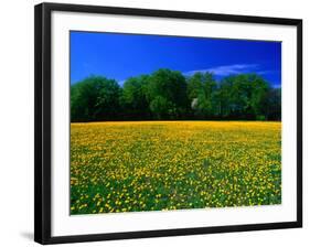 Carpet of Dandelions in Kullaberg, Skane, Sweden-Anders Blomqvist-Framed Photographic Print