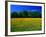 Carpet of Dandelions in Kullaberg, Skane, Sweden-Anders Blomqvist-Framed Photographic Print