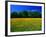 Carpet of Dandelions in Kullaberg, Skane, Sweden-Anders Blomqvist-Framed Photographic Print