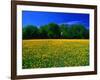 Carpet of Dandelions in Kullaberg, Skane, Sweden-Anders Blomqvist-Framed Photographic Print