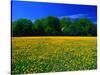 Carpet of Dandelions in Kullaberg, Skane, Sweden-Anders Blomqvist-Stretched Canvas