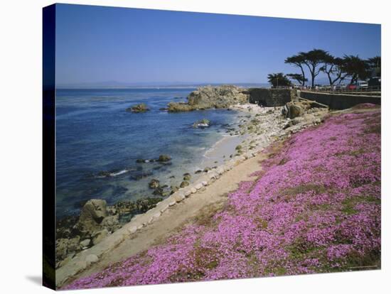 Carpet of Mesembryanthemum Flowers, Pacific Grove, Monterey, California, USA-Geoff Renner-Stretched Canvas