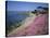 Carpet of Mesembryanthemum Flowers, Pacific Grove, Monterey, California, USA-Geoff Renner-Stretched Canvas