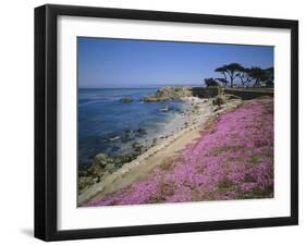 Carpet of Mesembryanthemum Flowers, Pacific Grove, Monterey, California, USA-Geoff Renner-Framed Photographic Print