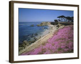 Carpet of Mesembryanthemum Flowers, Pacific Grove, Monterey, California, USA-Geoff Renner-Framed Photographic Print