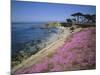 Carpet of Mesembryanthemum Flowers, Pacific Grove, Monterey, California, USA-Geoff Renner-Mounted Photographic Print