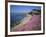 Carpet of Mesembryanthemum Flowers, Pacific Grove, Monterey, California, USA-Geoff Renner-Framed Photographic Print