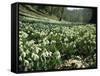 Carpet of Snowdrops in Spring, Snowdrop Valley, Near Dunster, Somerset, England, United Kingdom-David Beatty-Framed Stretched Canvas