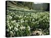 Carpet of Snowdrops in Spring, Snowdrop Valley, Near Dunster, Somerset, England, United Kingdom-David Beatty-Stretched Canvas