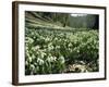 Carpet of Snowdrops in Spring, Snowdrop Valley, Near Dunster, Somerset, England, United Kingdom-David Beatty-Framed Photographic Print