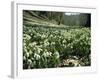 Carpet of Snowdrops in Spring, Snowdrop Valley, Near Dunster, Somerset, England, United Kingdom-David Beatty-Framed Photographic Print