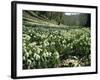 Carpet of Snowdrops in Spring, Snowdrop Valley, Near Dunster, Somerset, England, United Kingdom-David Beatty-Framed Photographic Print