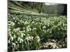 Carpet of Snowdrops in Spring, Snowdrop Valley, Near Dunster, Somerset, England, United Kingdom-David Beatty-Mounted Photographic Print