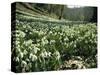 Carpet of Snowdrops in Spring, Snowdrop Valley, Near Dunster, Somerset, England, United Kingdom-David Beatty-Stretched Canvas