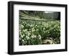 Carpet of Snowdrops in Spring, Snowdrop Valley, Near Dunster, Somerset, England, United Kingdom-David Beatty-Framed Photographic Print