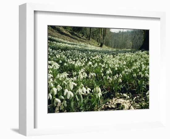 Carpet of Snowdrops in Spring, Snowdrop Valley, Near Dunster, Somerset, England, United Kingdom-David Beatty-Framed Photographic Print