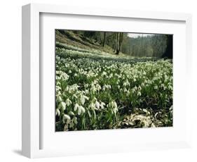 Carpet of Snowdrops in Spring, Snowdrop Valley, Near Dunster, Somerset, England, United Kingdom-David Beatty-Framed Photographic Print