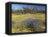 Carpet of Spring Flowers, Mullewa, Western Australia, Australia-Steve & Ann Toon-Framed Stretched Canvas