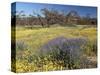 Carpet of Spring Flowers, Mullewa, Western Australia, Australia-Steve & Ann Toon-Stretched Canvas