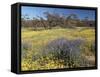 Carpet of Spring Flowers, Mullewa, Western Australia, Australia-Steve & Ann Toon-Framed Stretched Canvas