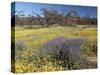 Carpet of Spring Flowers, Mullewa, Western Australia, Australia-Steve & Ann Toon-Stretched Canvas