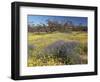 Carpet of Spring Flowers, Mullewa, Western Australia, Australia-Steve & Ann Toon-Framed Photographic Print