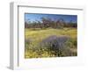 Carpet of Spring Flowers, Mullewa, Western Australia, Australia-Steve & Ann Toon-Framed Photographic Print