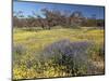 Carpet of Spring Flowers, Mullewa, Western Australia, Australia-Steve & Ann Toon-Mounted Photographic Print