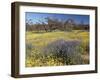 Carpet of Spring Flowers, Mullewa, Western Australia, Australia-Steve & Ann Toon-Framed Photographic Print