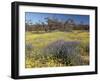 Carpet of Spring Flowers, Mullewa, Western Australia, Australia-Steve & Ann Toon-Framed Photographic Print