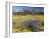 Carpet of Spring Flowers, Mullewa, Western Australia, Australia-Steve & Ann Toon-Framed Photographic Print