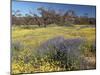 Carpet of Spring Flowers, Mullewa, Western Australia, Australia-Steve & Ann Toon-Mounted Photographic Print
