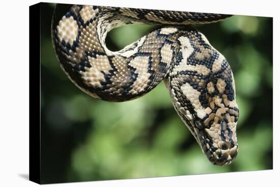 Carpet Python-null-Stretched Canvas